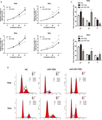 N6-Methyladenosine Associated Silencing of miR-193b Promotes Cervical Cancer Aggressiveness by Targeting CCND1